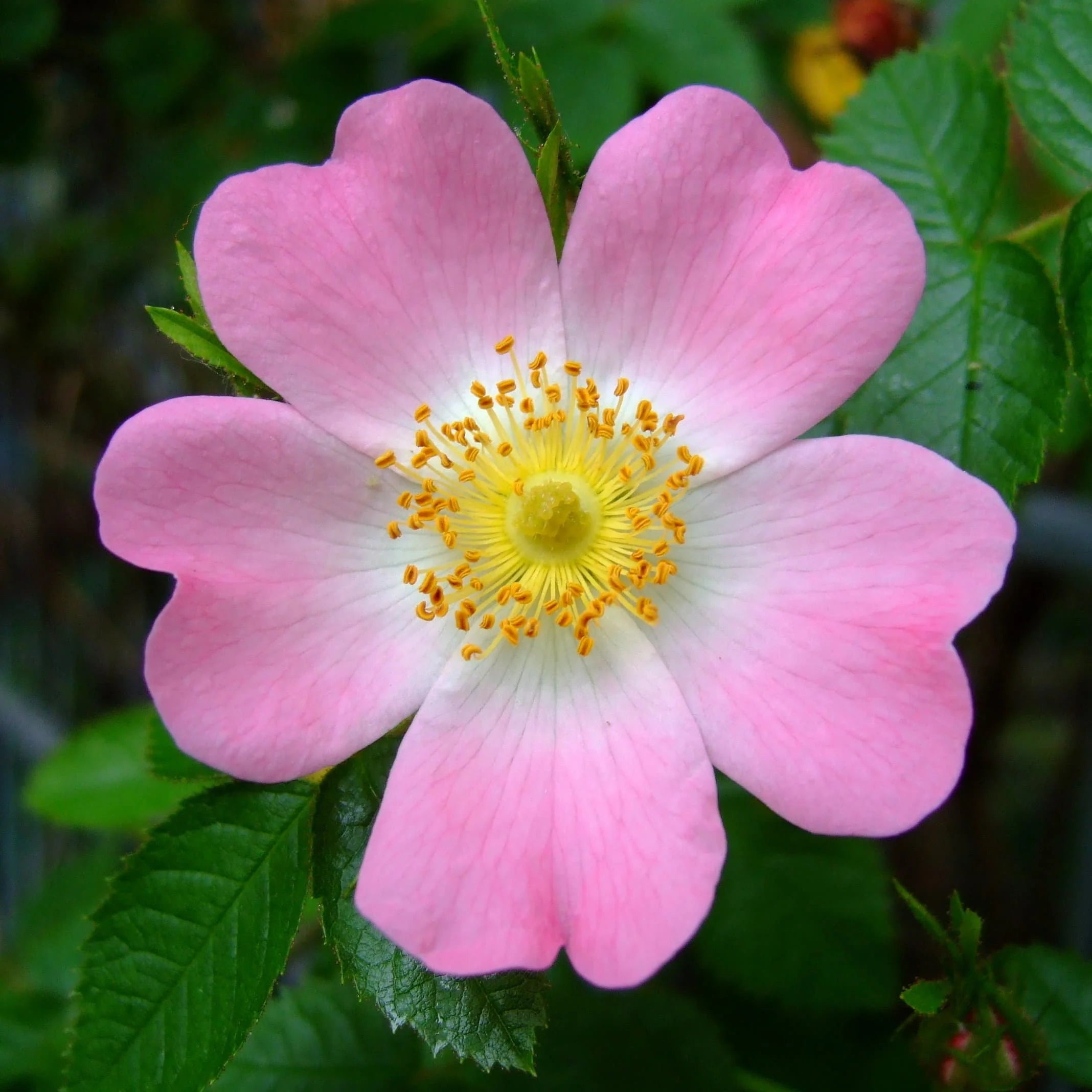Rosa Canina Flower seeds for Planting Shade Tolerant Heirloom & GMO Free Seeds for Home Garden