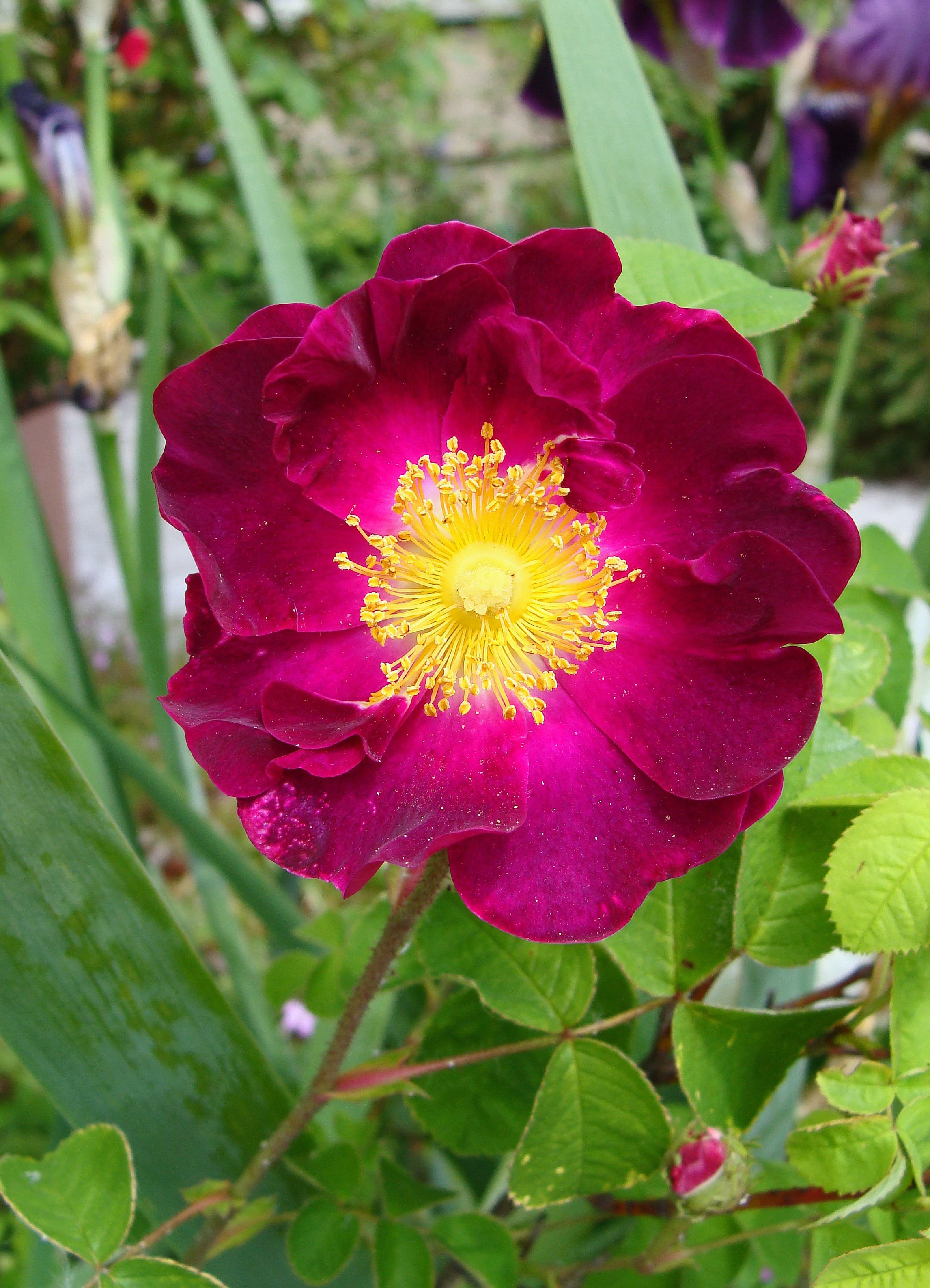 Maroon Rugosa Rose Flower seeds for Planting - Garden Favorite, Heirloom & GMO Free Seeds for Home Garden
