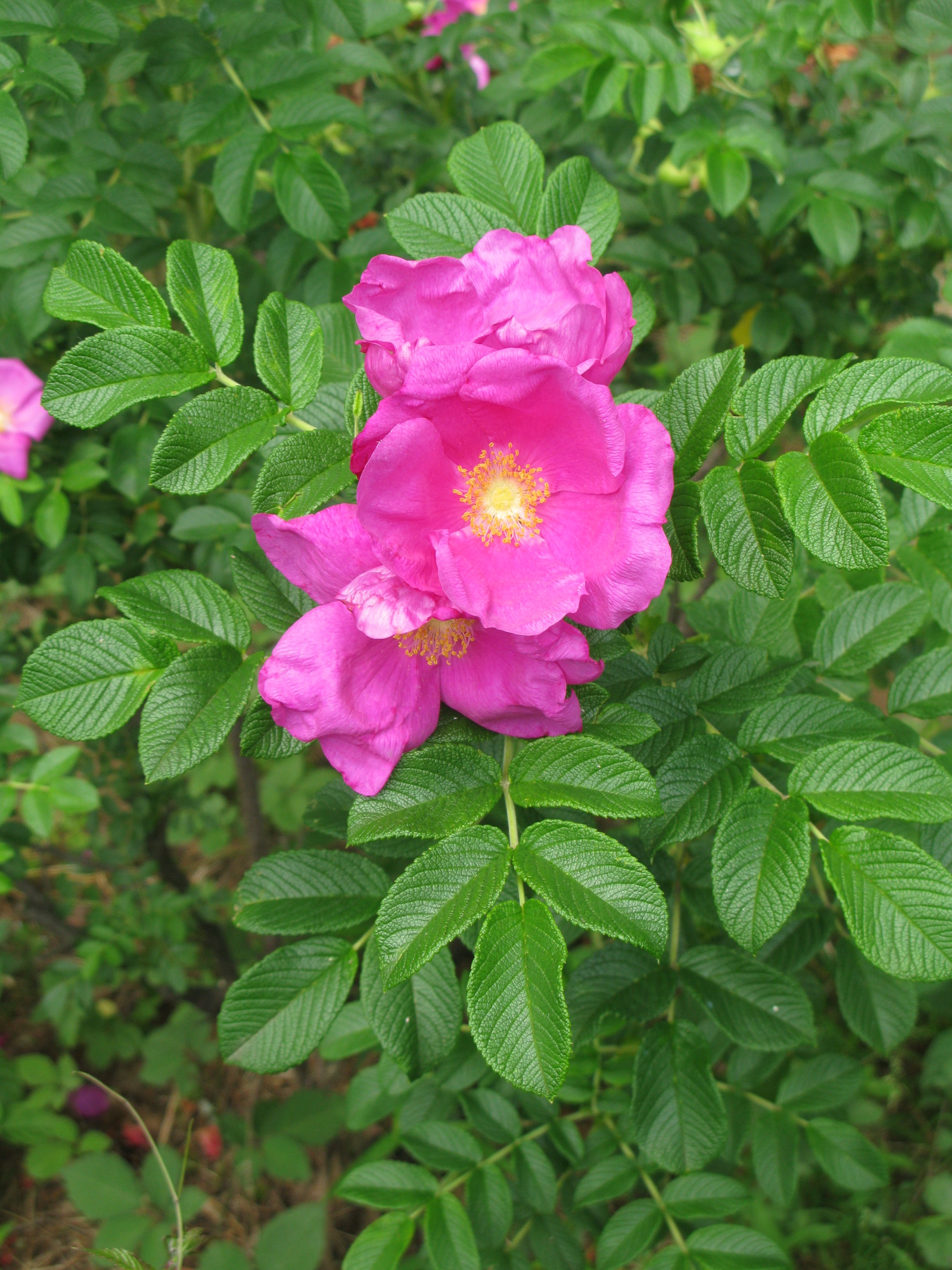 Pink Rugosa Rose Flower seeds for Planting - Vibrant Colors, Heirloom & GMO Free Seeds for Home Garden