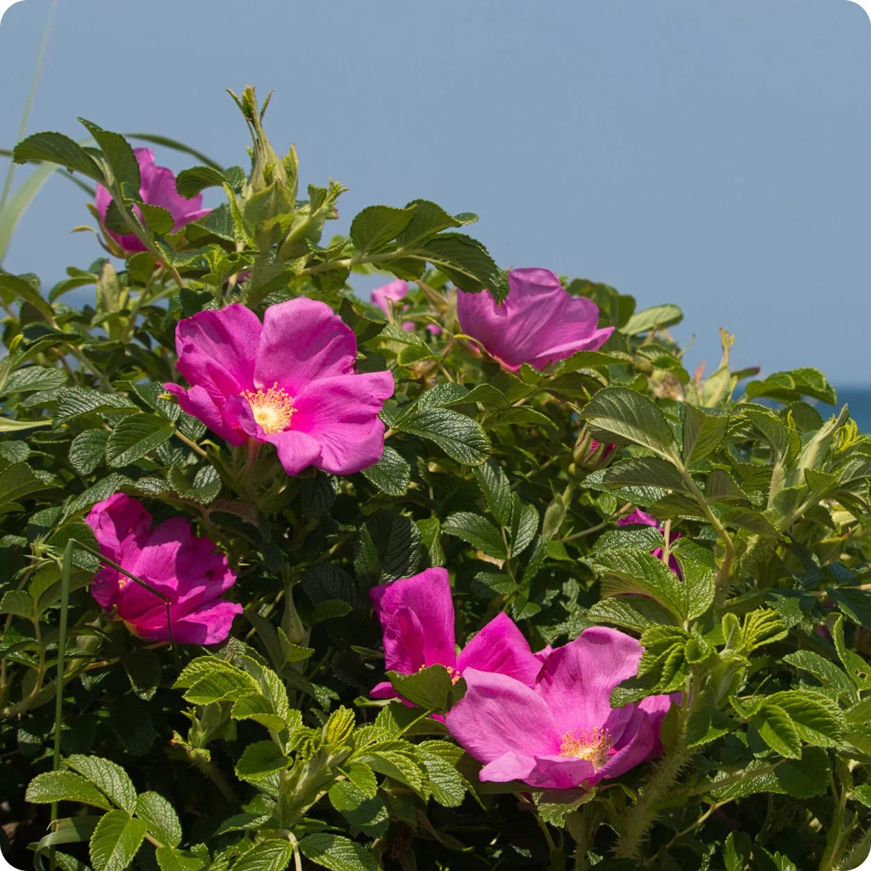 Rosa Rugosa Flower seeds for Planting - Low Maintenance, Heirloom & GMO Free Seeds for Home Garden