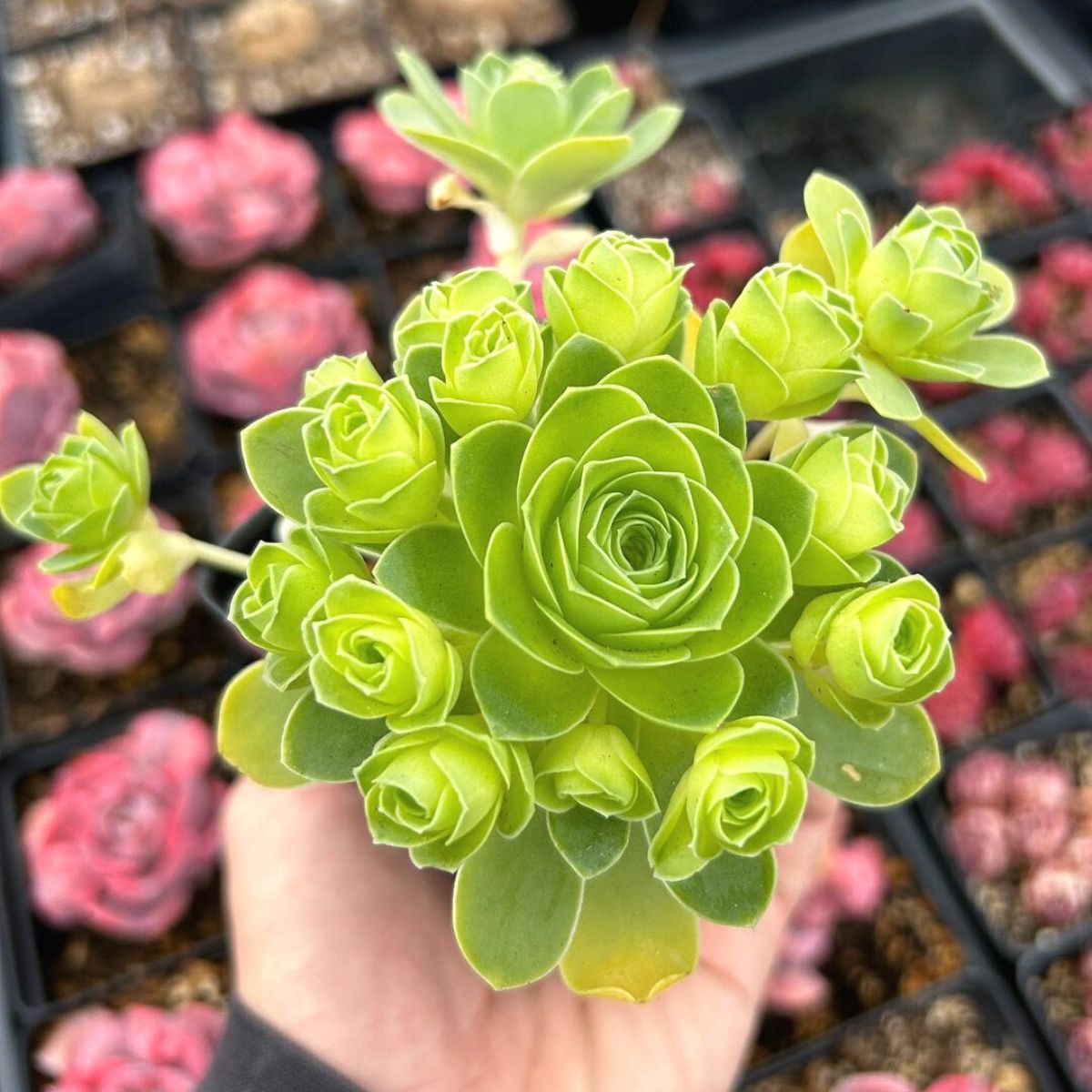 Succulent (Succulent Flower) seeds for planting in home garden