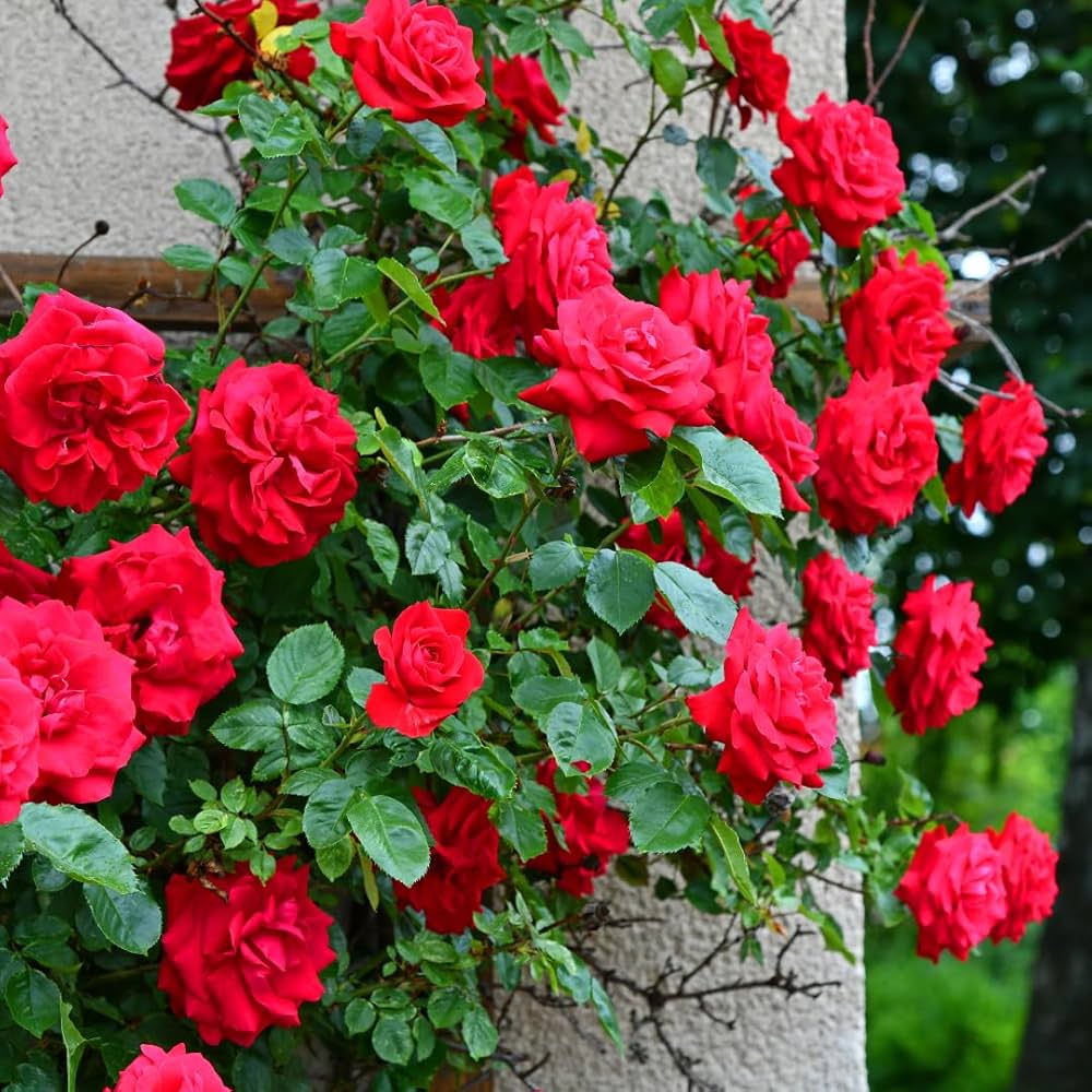 Red Climbing Flower Seeds for Planting - Vibrant Blooms for Your Garden Heirloom Non-GMO Seeds