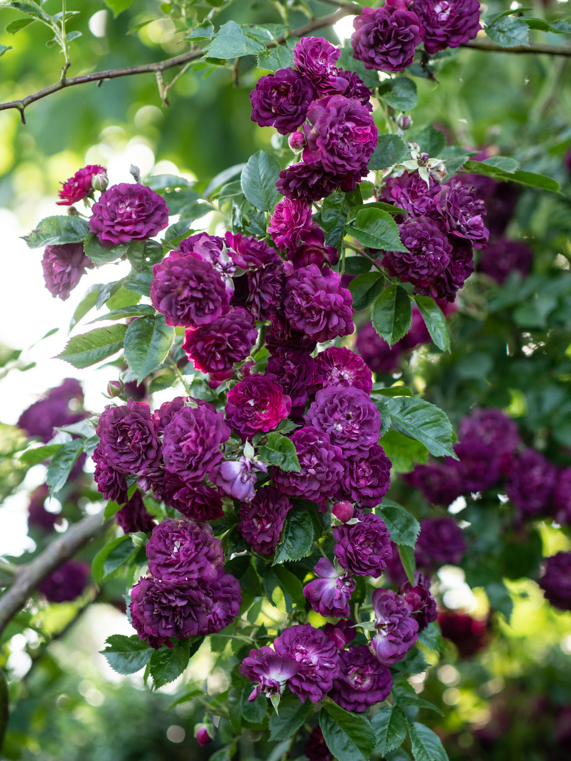 Purple Climbing Rose Flower seeds for Planting - Long Bloom Season, Heirloom & GMO Free Seeds for Home Garden