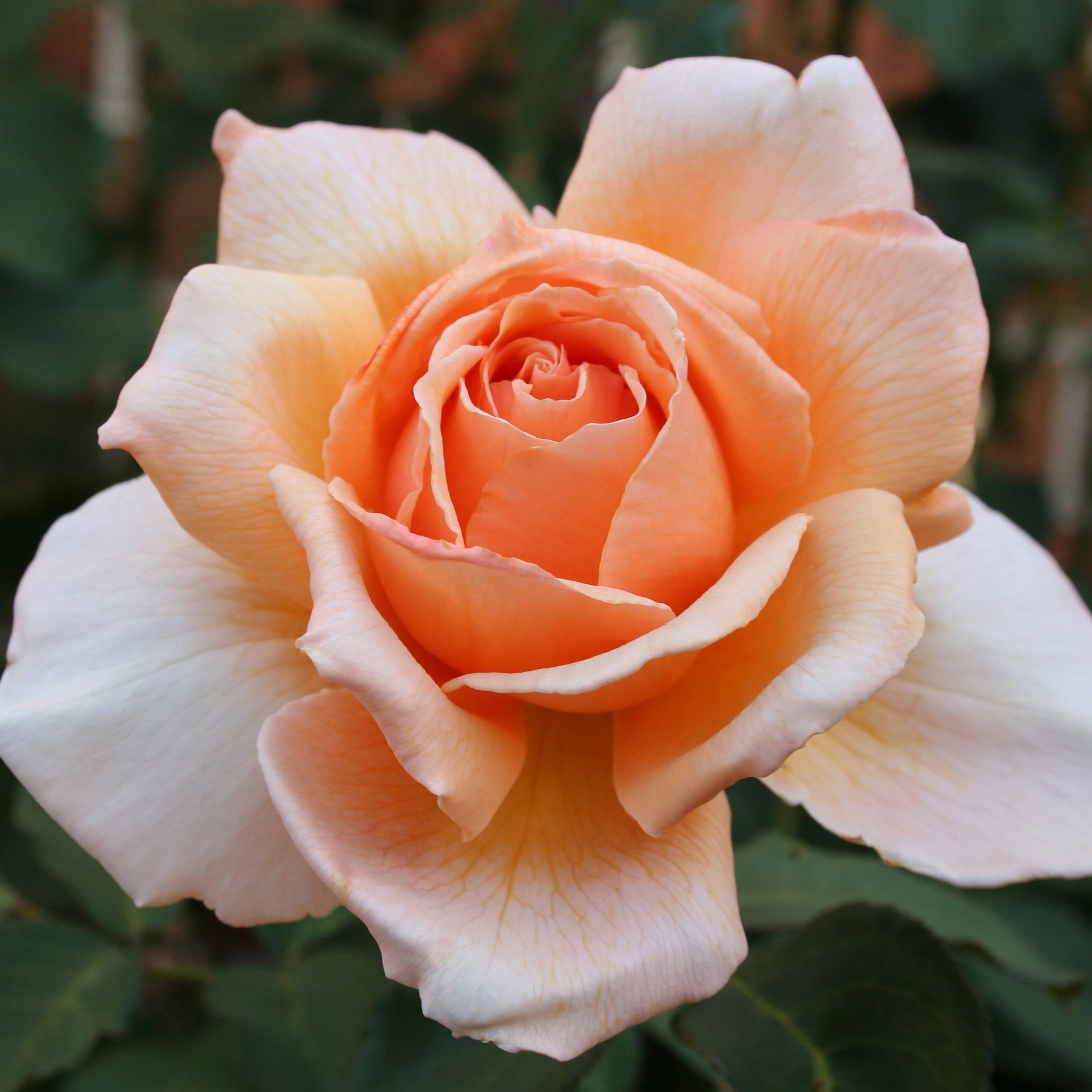 Orange Joey Hybrid Tea Rose Flower seeds for Planting - Cut Flower Favorite, Heirloom & GMO Free Seeds for Home Garden