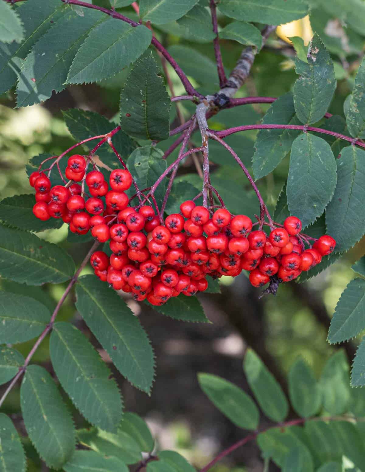 Rowan Fruit Seeds for Planting: Grow Your Own Beautiful Rowan Trees with Delicious Berries