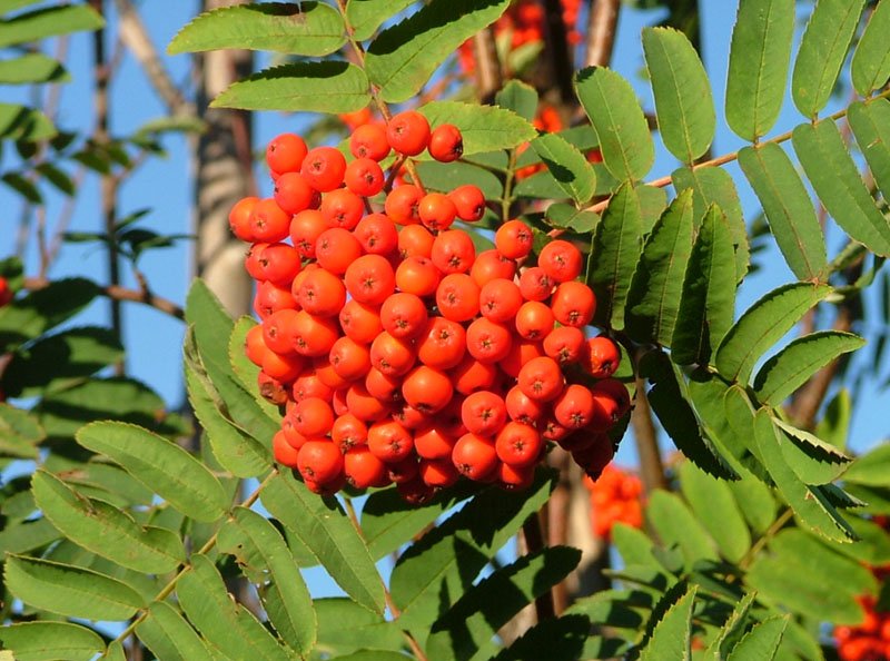 Rowan Fruit Seeds for Planting: Grow Your Own Beautiful Rowan Trees with Delicious Berries