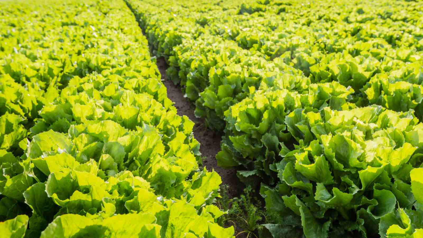 Crisp Endive Vegetable Seeds for Planting