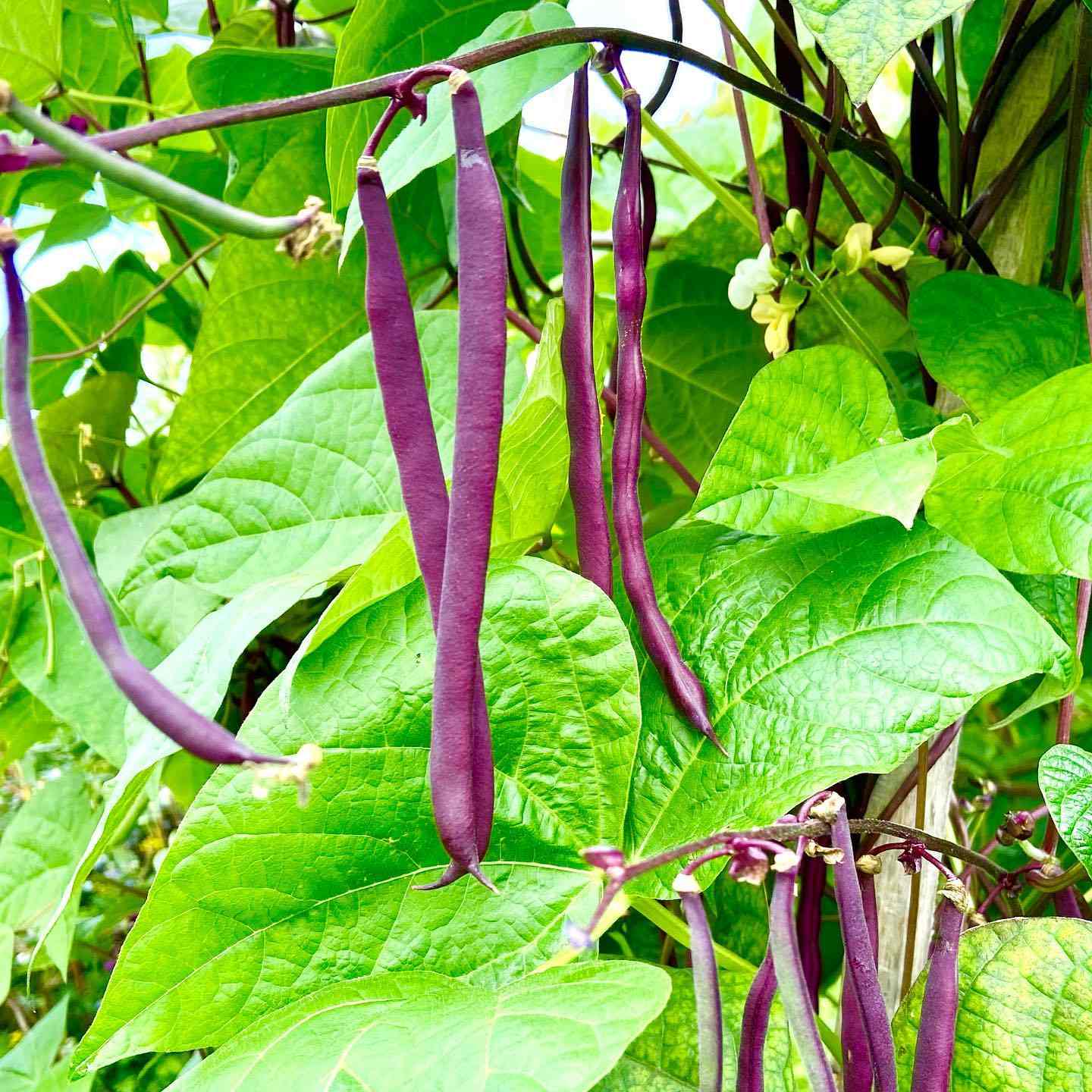 Burgundy Bean Seeds for Vegetable Planting