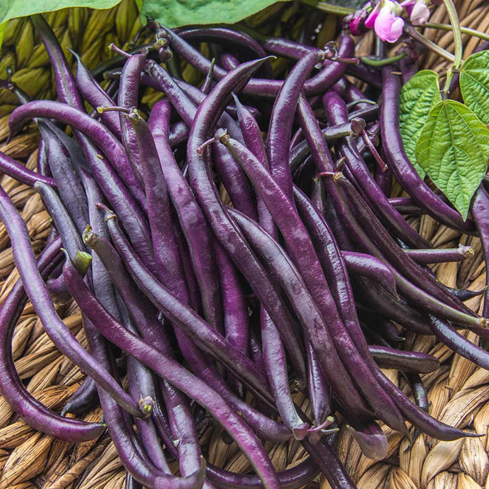 Purple Bush Bean Seeds for Vegetable Planting