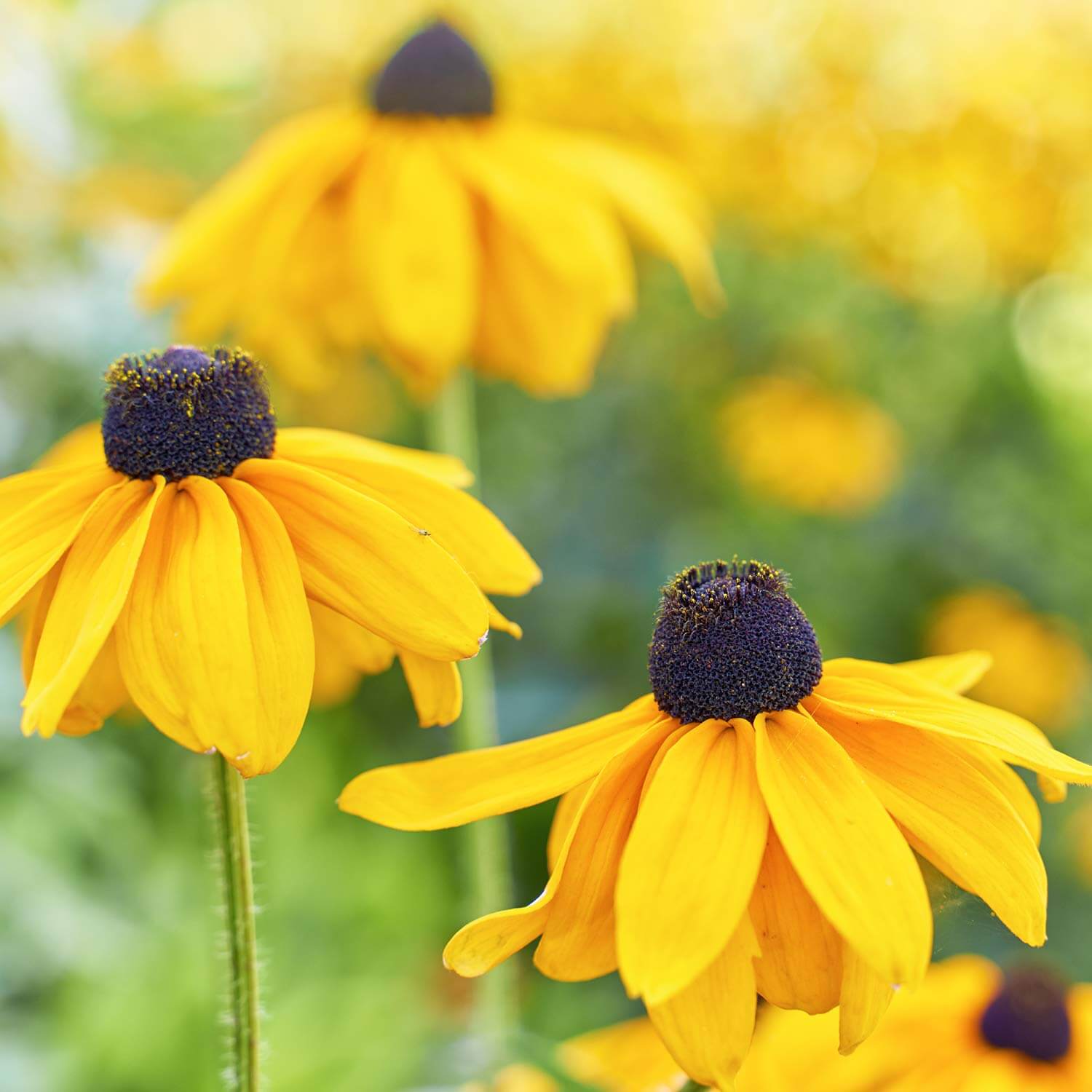 Yellow Black-Eyed Susan Planting Seeds growing in home gardens, containers, raised beds, and outdoor landscapes