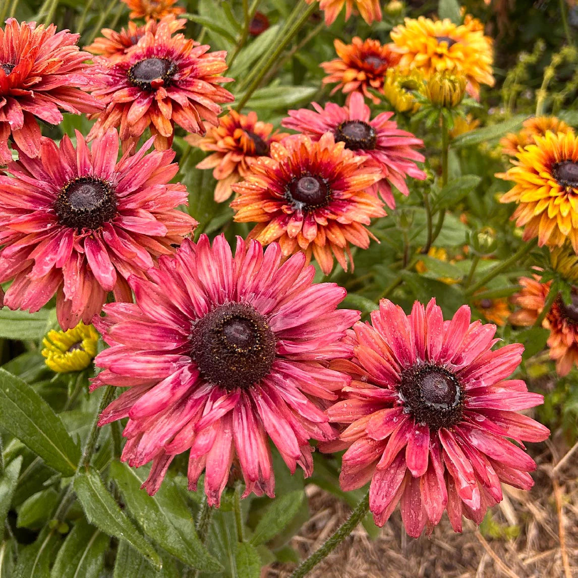 Rudbeckia Sahar Flower seeds for Planting - Hardy Variety, Heirloom & GMO Free Seeds for Home Garden