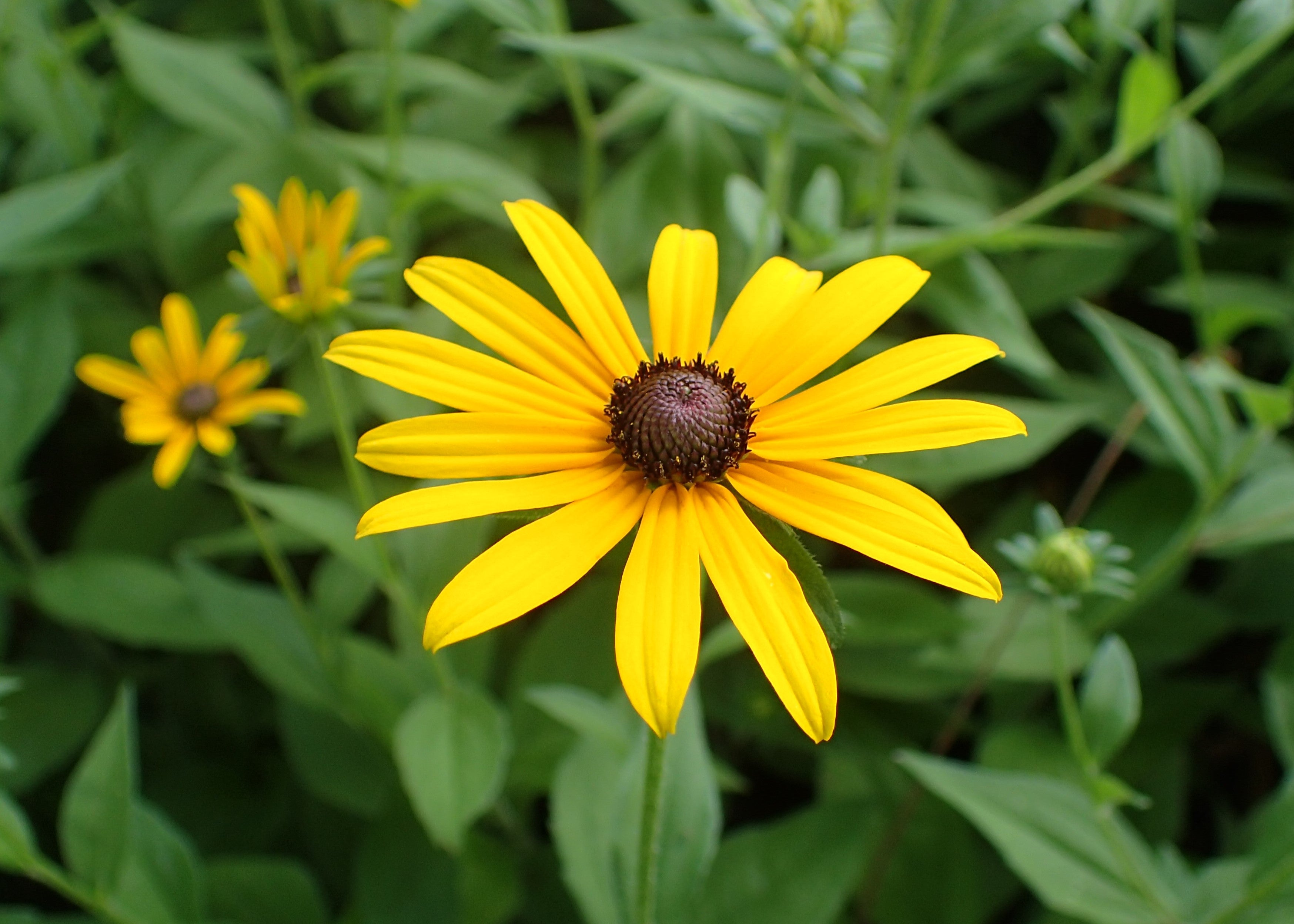 Rudbeckia Flower seeds for Planting Compact Growth Heirloom & GMO Free Seeds for Home Garden