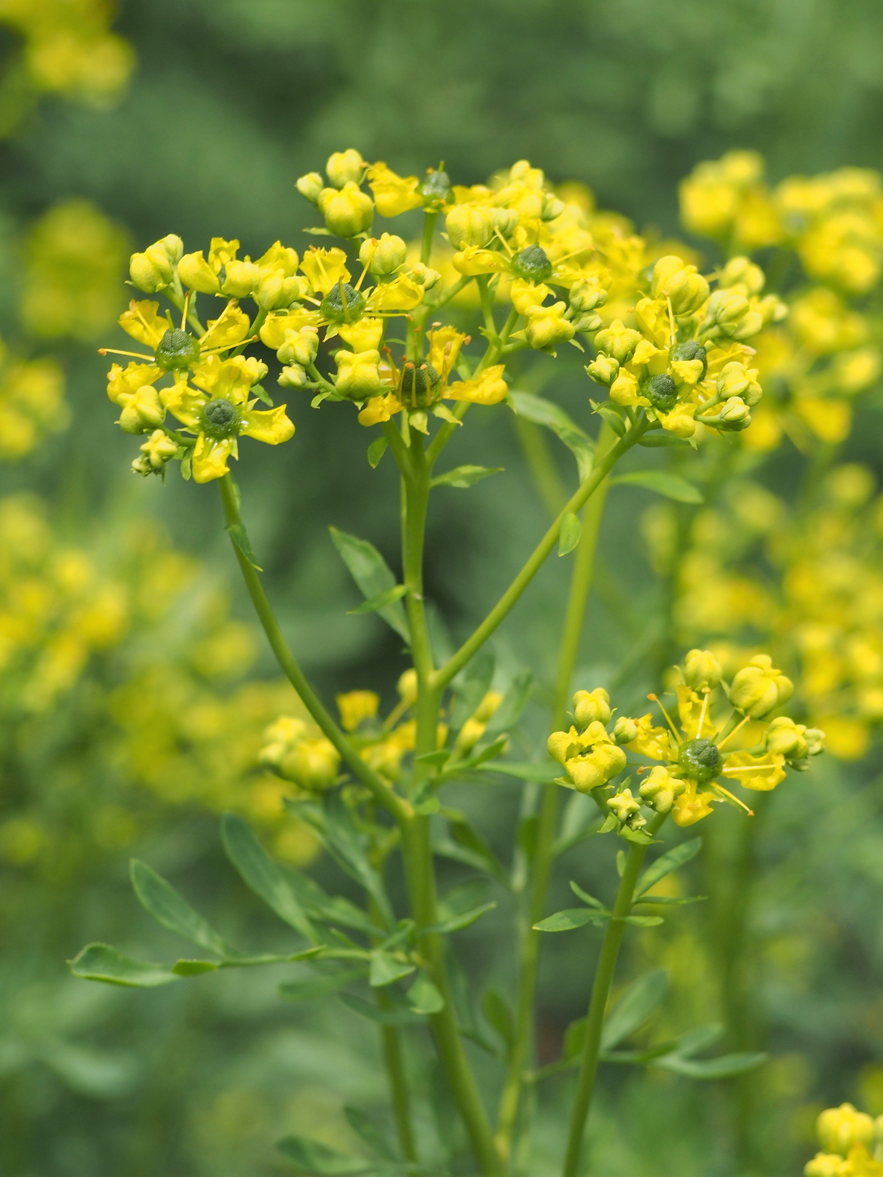 Yellow Ruta Flower seeds for Planting - Garden Favorite, Heirloom & GMO Free Seeds for Home Garden