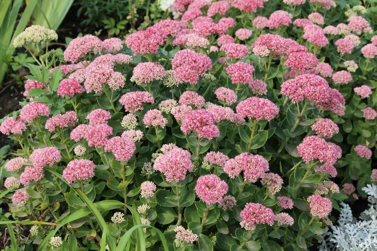 Spectabile Flower seeds for Planting - Low Maintenance, Heirloom & GMO Free Seeds for Home Garden