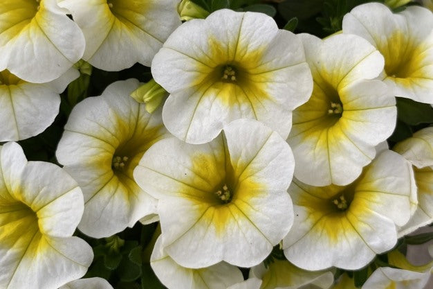 White Yellow Frostfire Flower seeds for Planting - Hardy Variety, Heirloom & GMO Free Seeds for Home Garden