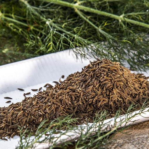 Caraway herb seeds for flavorful culinary use