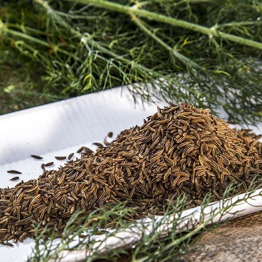 Caraway Seeds for Aromatic Herb and Spice Gardening