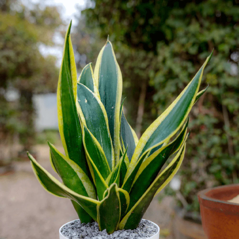 Blue Sansevieria Garden Plant Seeds for Planting – Germination