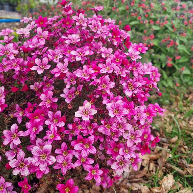 Pink Saxifraga Flower seeds for Planting - Garden Favorite, Heirloom & GMO Free Seeds for Home Garden
