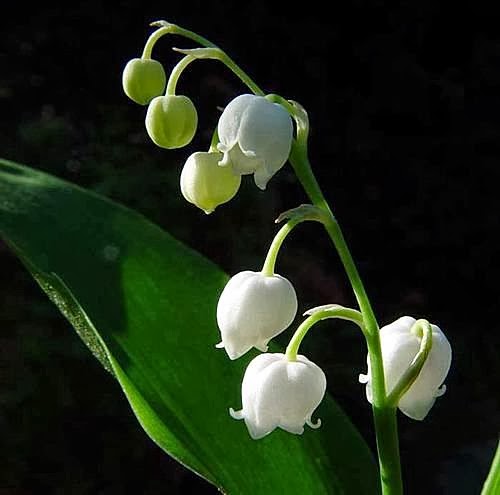 White Windbell Orchid Flower seeds for Planting - Garden Favorite, Heirloom & GMO Free Seeds for Home Garden