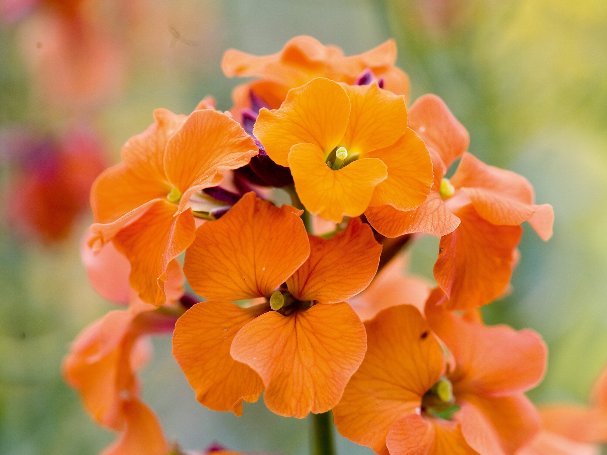 Orange Wall Flower seeds for Planting - Seasonal Bloomer, Heirloom & GMO Free Seeds for Home Garden