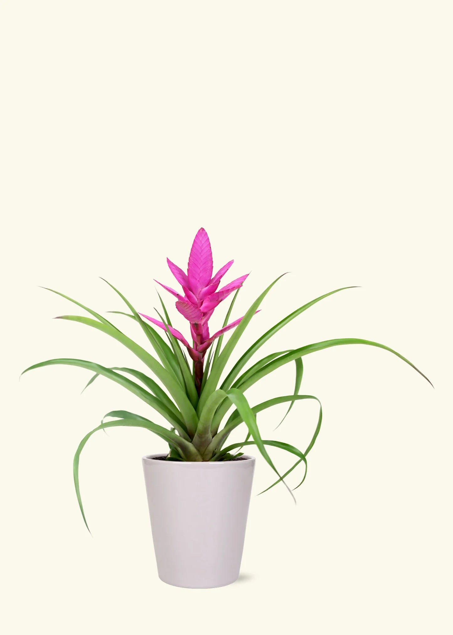 Pink Bromeliad Tillandsia Bulbosa Flower seeds for Planting - Seasonal Bloomer, Heirloom & GMO Free Seeds for Home Garden