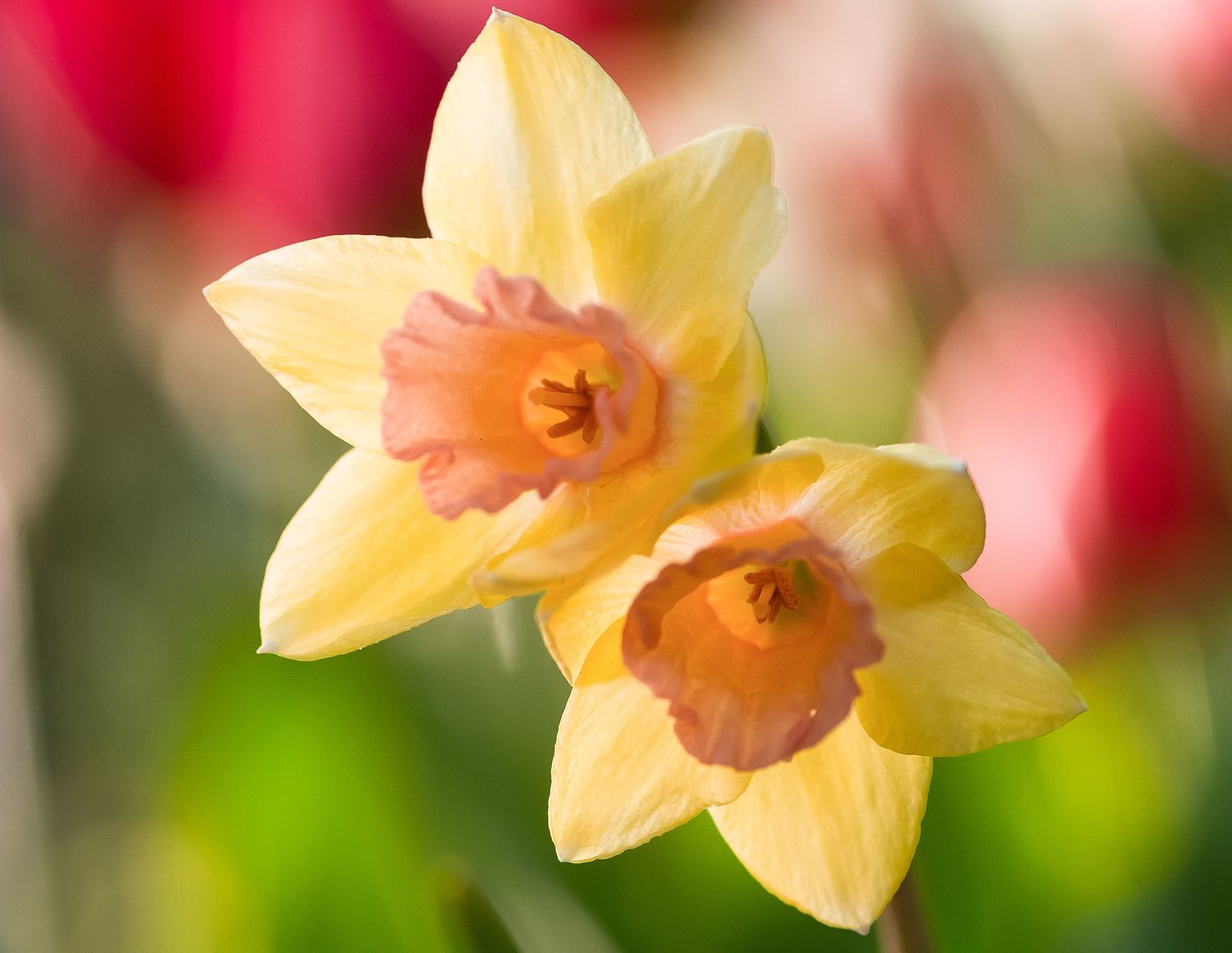 Light Yellow Red Double Petals Pink Daffodils Seeds for Planting Wildflower Mix Heirloom & GMO Free Seeds for Home Garden
 
 Sale