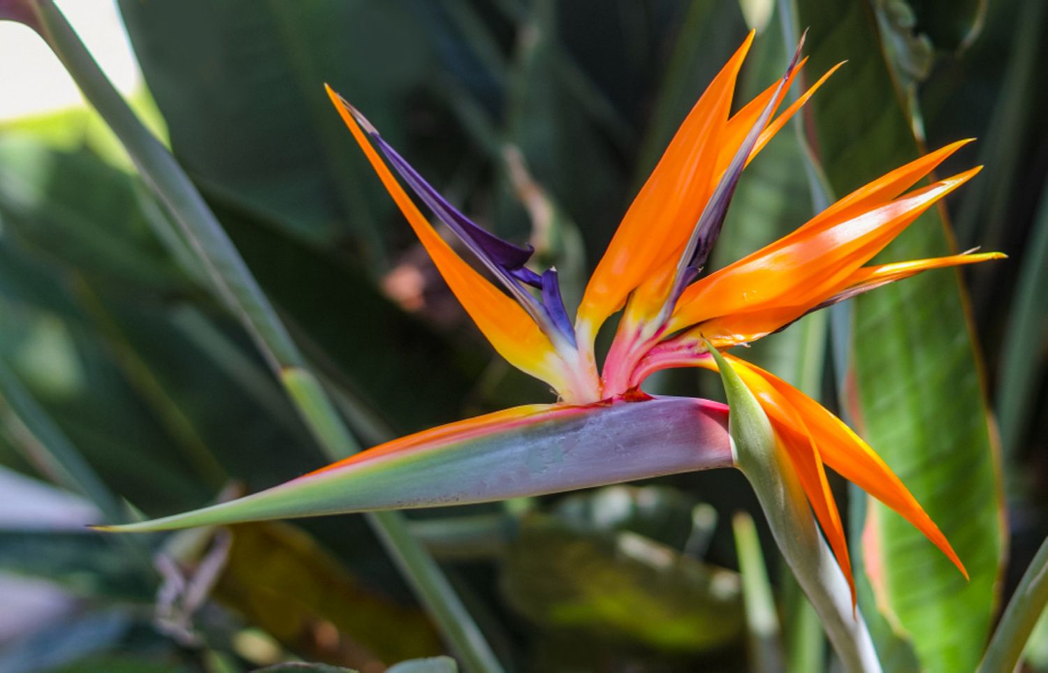 Red Strelitzia Reginae Seeds Flower seeds for Planting Low Maintenance Heirloom & GMO Free Seeds for Home Garden