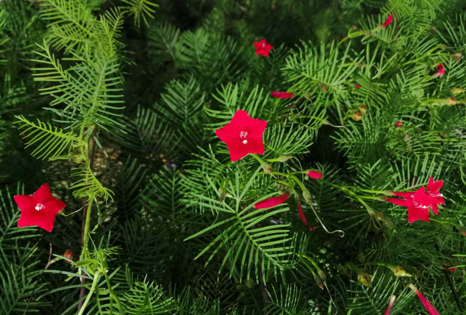 Red Cypress Flower Planting Seeds - Grow Vibrant Flowers for Your Garden