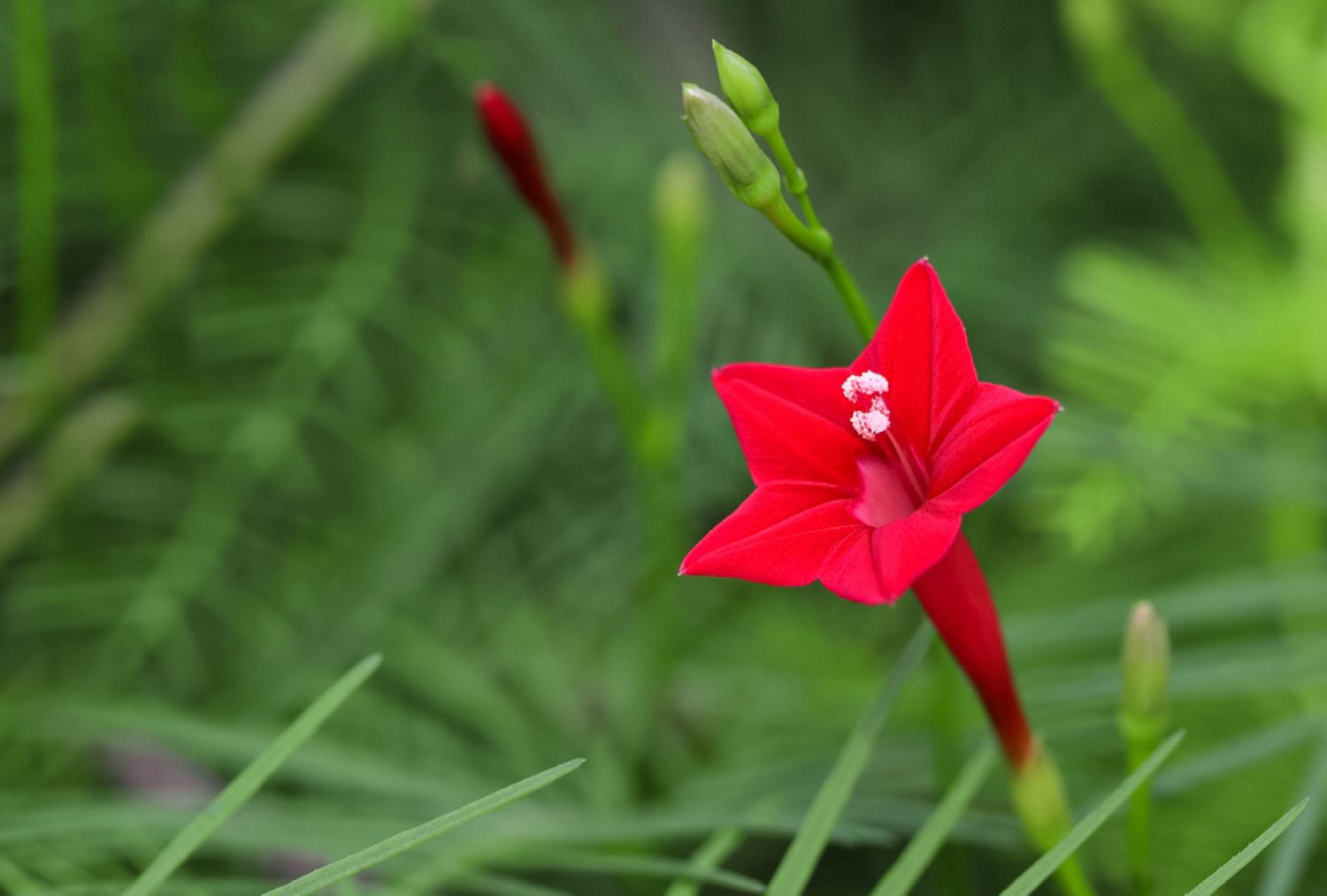 Red Cypress Flower Planting Seeds - Grow Vibrant Flowers for Your Garden