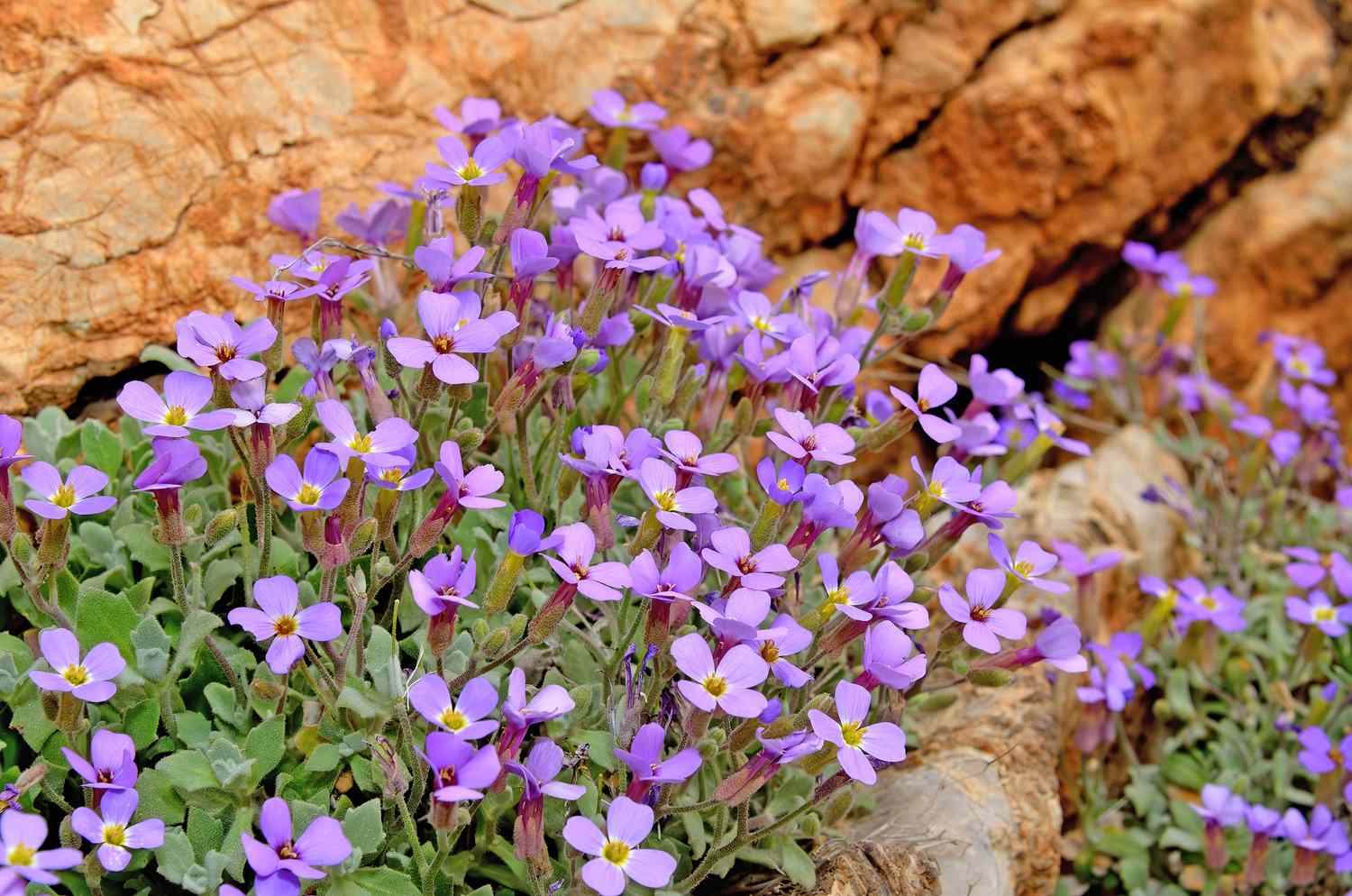 Mixed Cress Flower seeds for Planting - Vibrant Colors, Heirloom & GMO Free Seeds for Home Garden