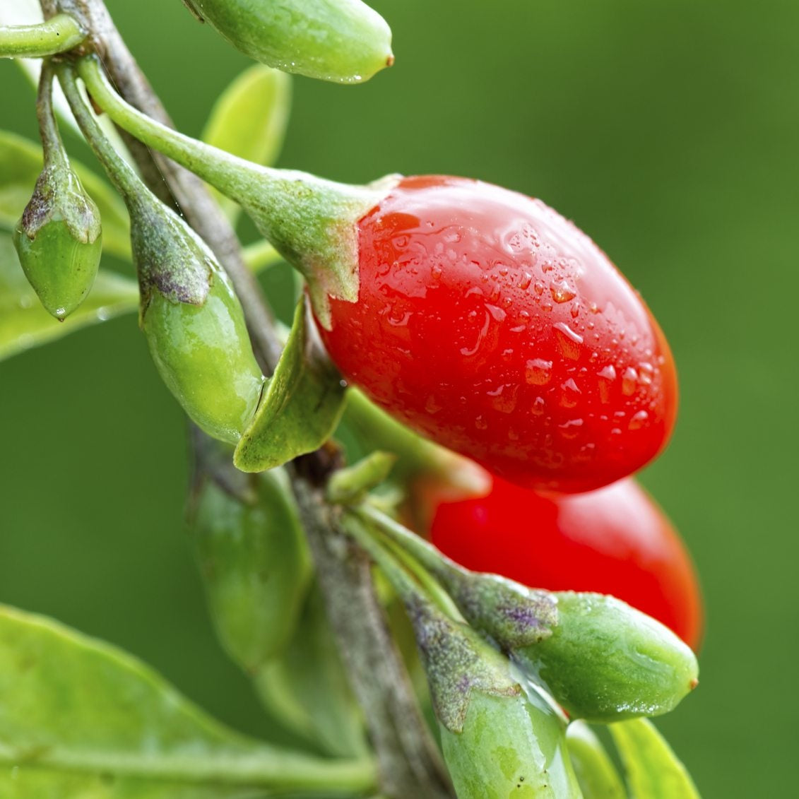 Red Goji Fruit Seeds Planting Essentials Fruit Seeds for Home Gardens, Containers & Outdoor Growing
