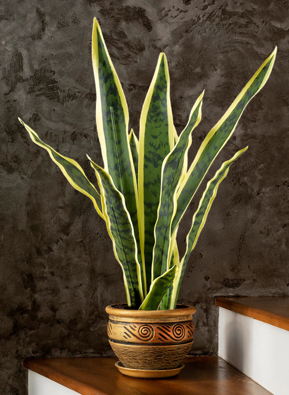 Blue Sansevieria Garden Plant Seeds for Planting – Germination