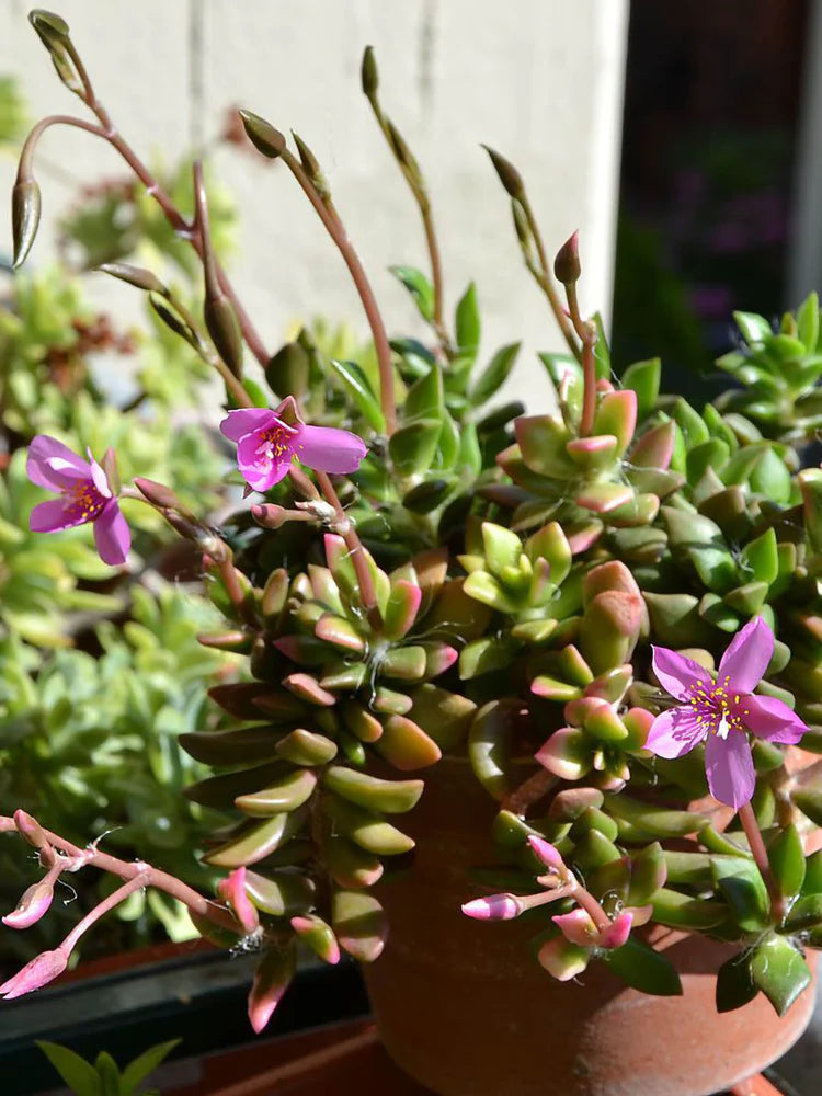 Pink Anacampseros Flower seeds for Planting - Pollinator Friendly, Heirloom & GMO Free Seeds for Home Garden