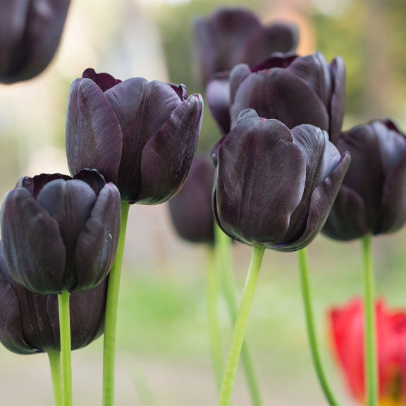 Black Tulip Flower Seeds for Planting Seasonal Bloomer Heirloom & GMO Free Seeds for Home Garden