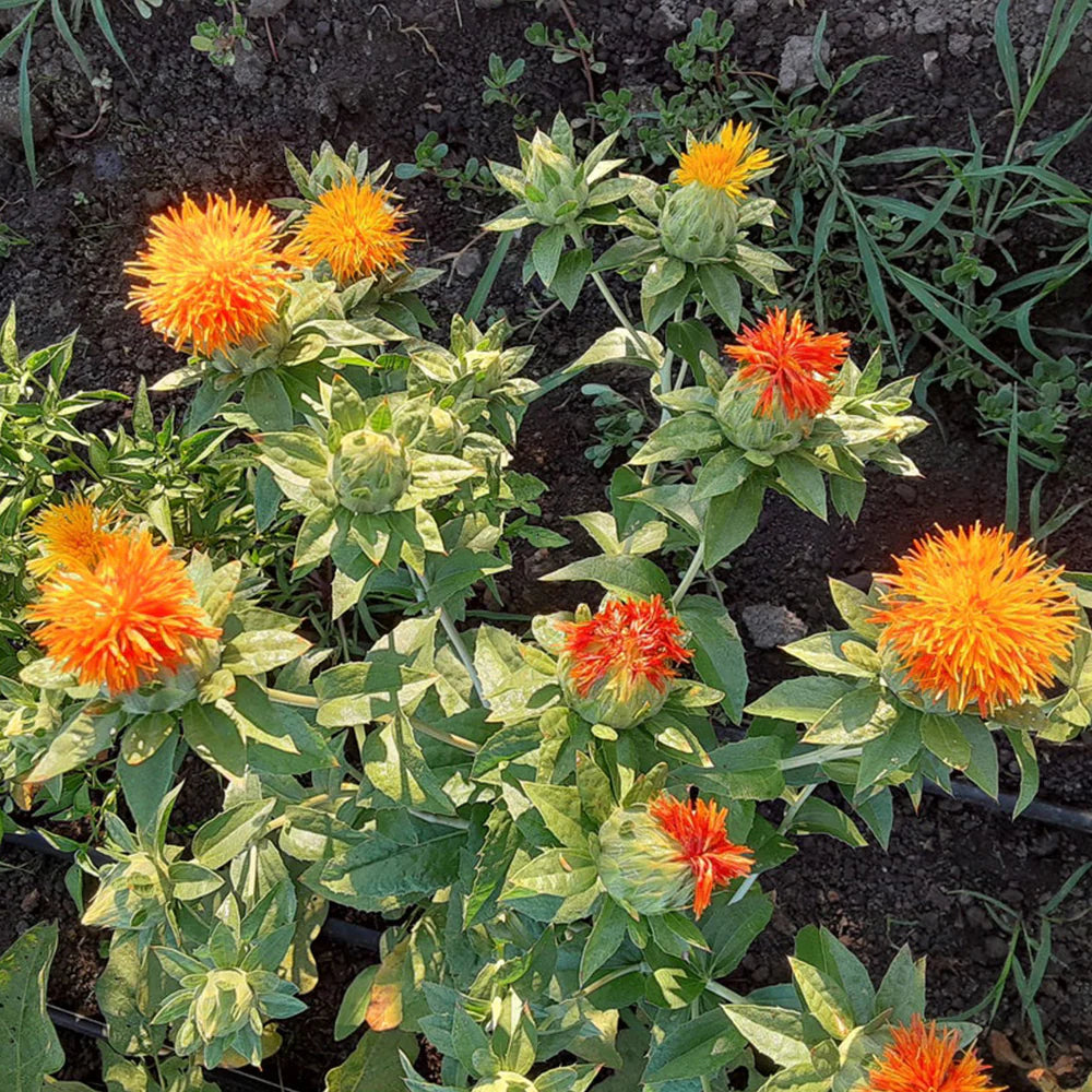 Carthamus Flower seeds for Planting - Compact Growth, Heirloom & GMO Free Seeds for Home Garden