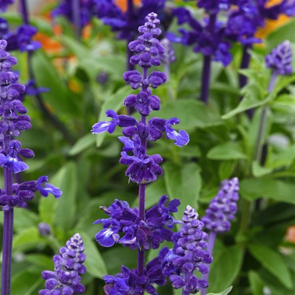 Non GMO violet sage seeds