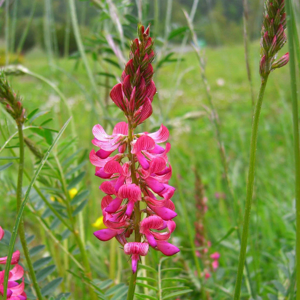 Pink Sainfoin Flower seeds for Planting - Seasonal Bloomer, Heirloom & GMO Free Seeds for Home Garden