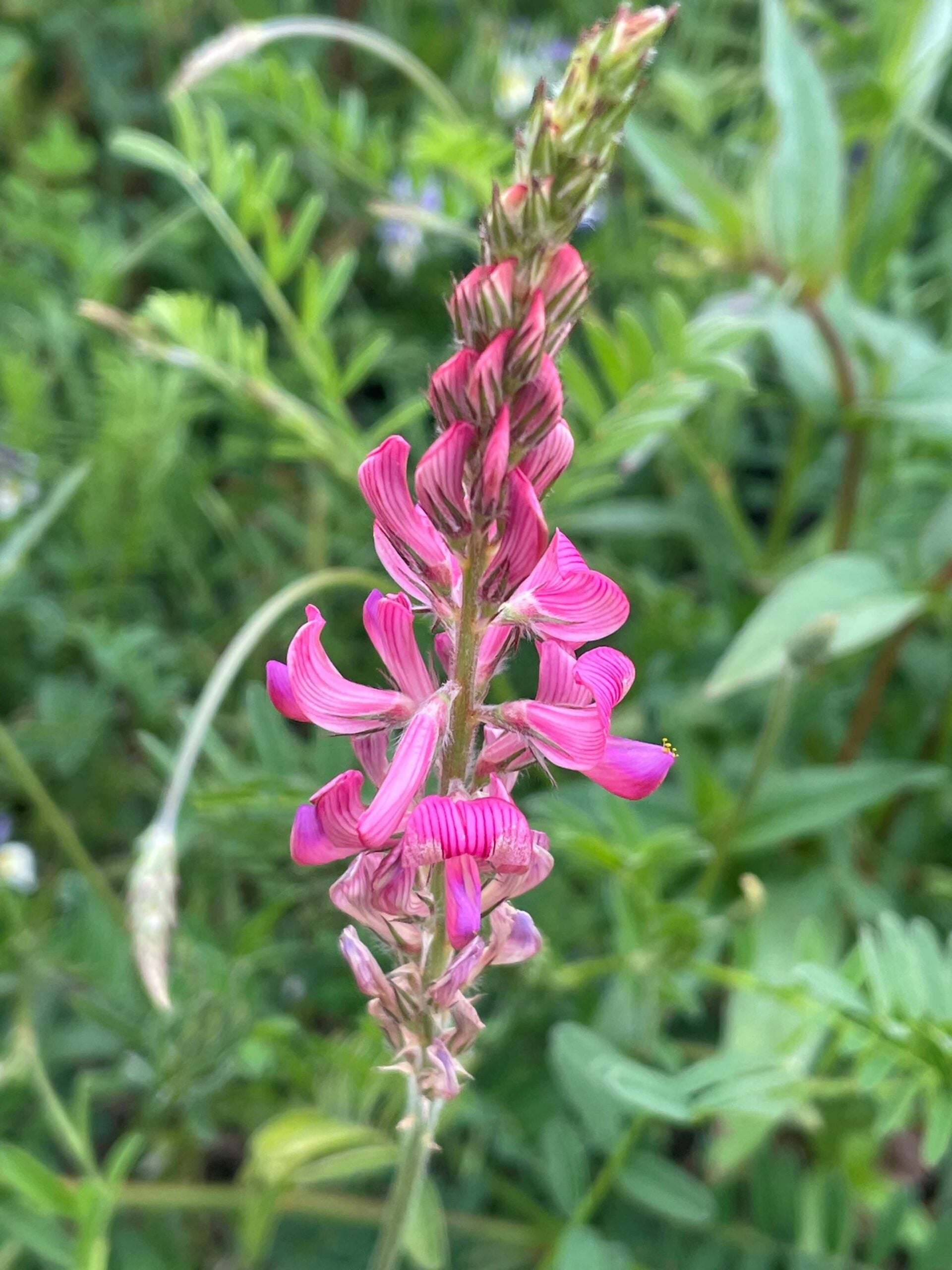 Pink Sainfoin Flower seeds for Planting - Seasonal Bloomer, Heirloom & GMO Free Seeds for Home Garden