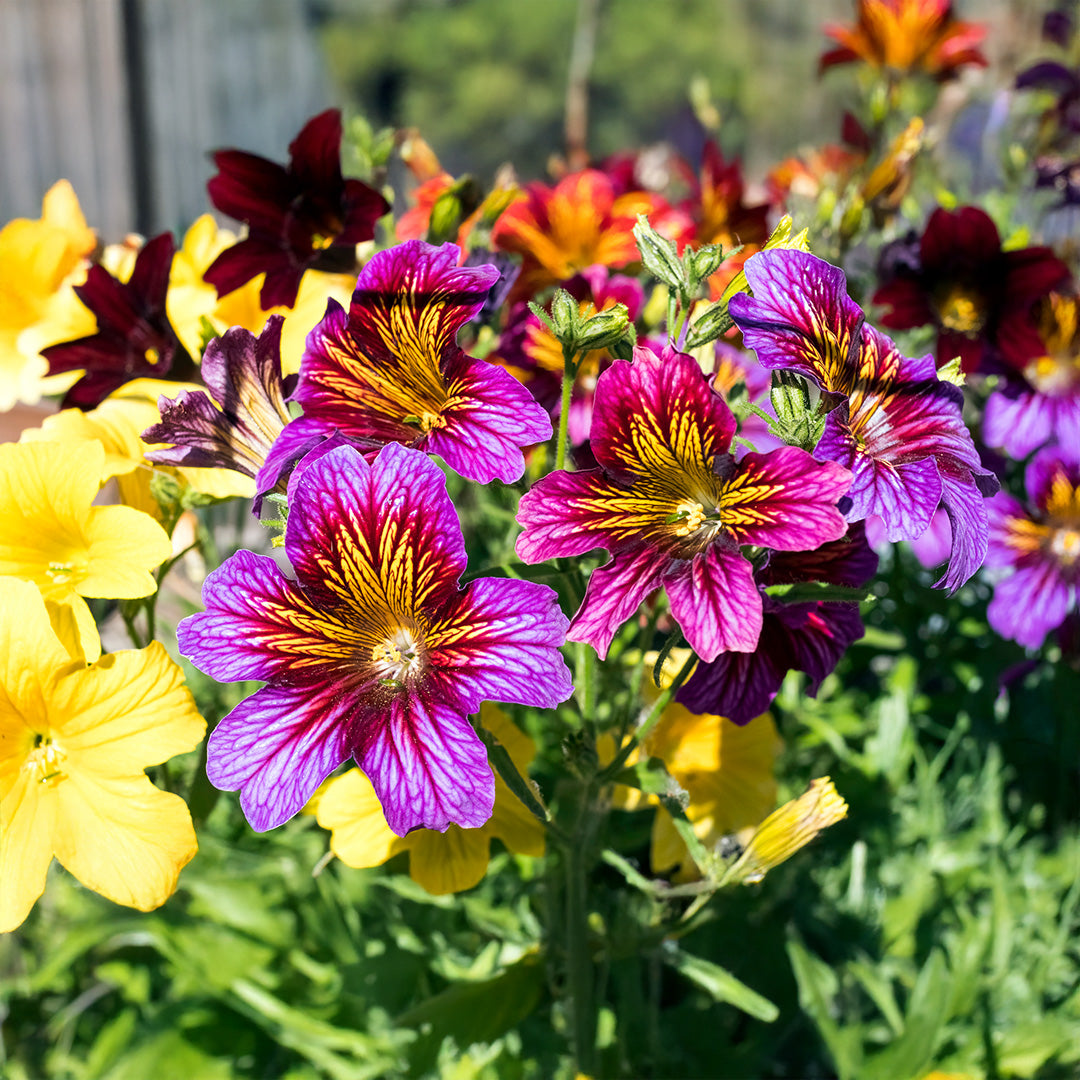 Salpiglossis Flower Planting Seeds Mixed - Evergrowseeds