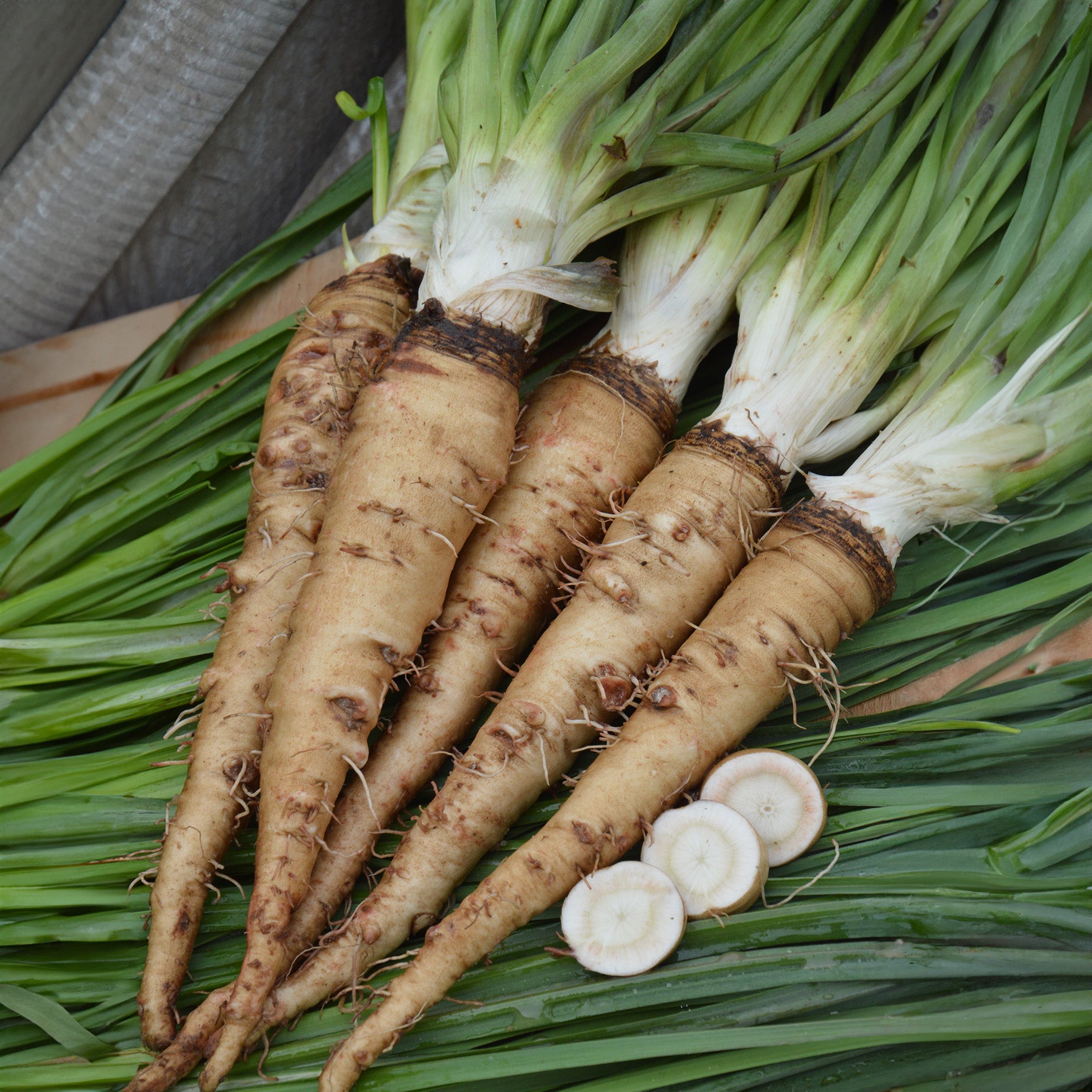 Salsify Vegetable Planting Seeds for Your Garden