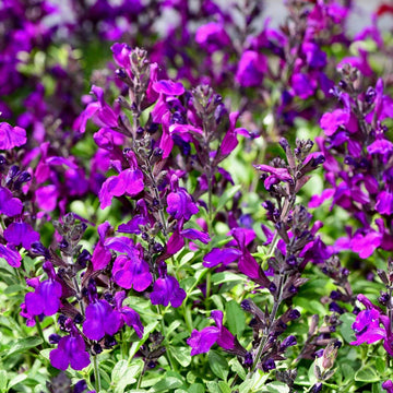 Purple Landscape Autumn Flower seeds for Planting - Drought Tolerant, Heirloom & GMO Free Seeds for Home Garden
