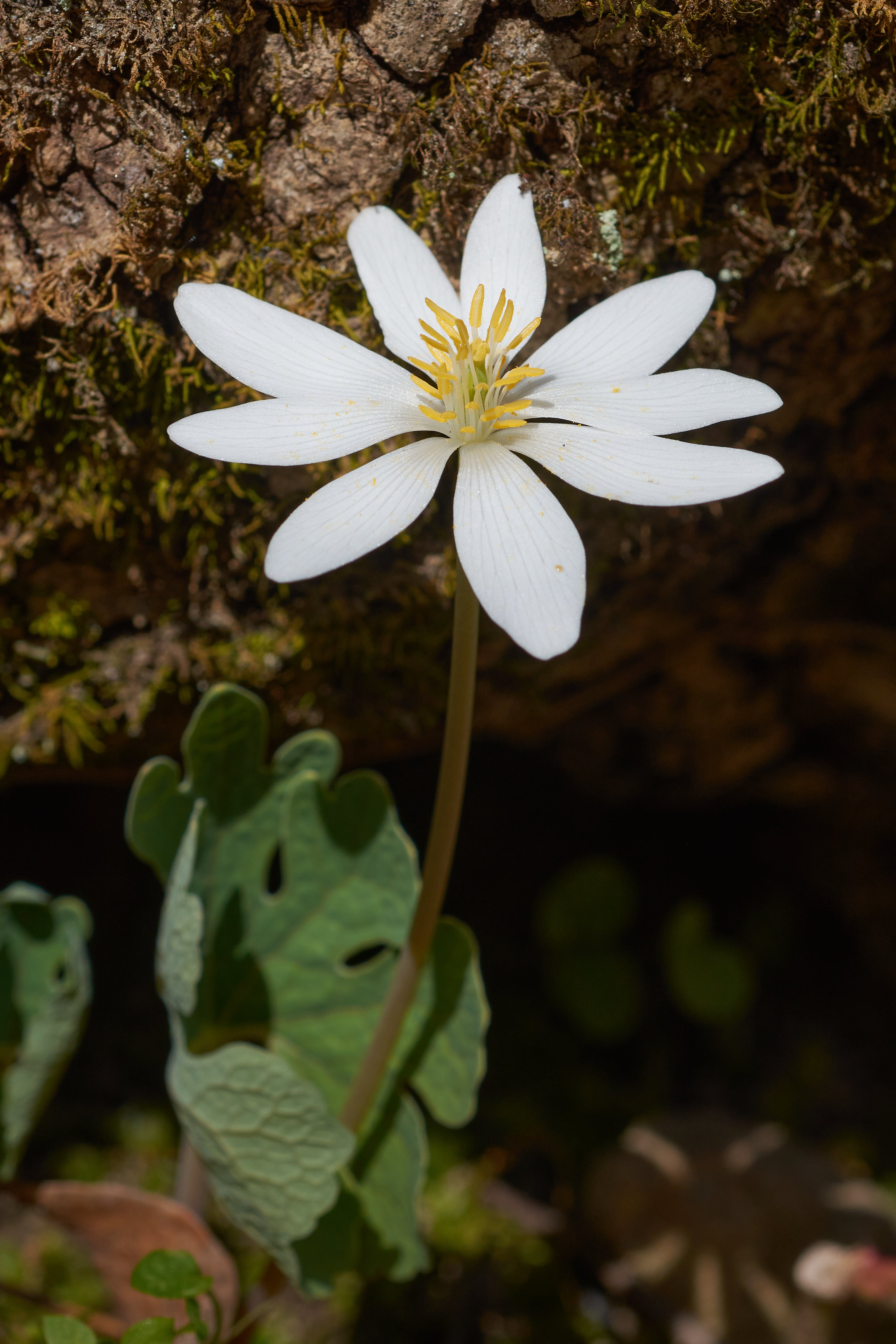 White Sanguinaria Flower seeds for Planting - Drought Tolerant, Heirloom & GMO Free Seeds for Home Garden