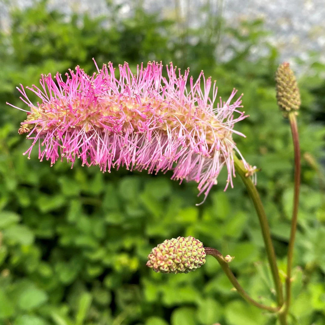Pink Alaskan Burnet Flower seeds for Planting - Compact Growth, Heirloom & GMO Free Seeds for Home Garden
