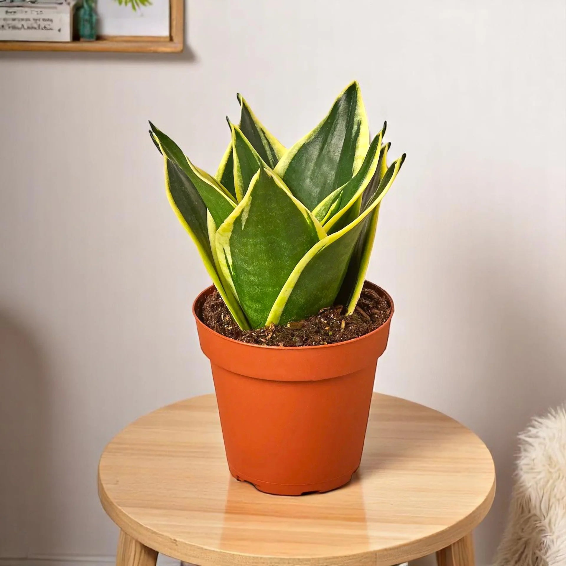 Blue Sansevieria Garden Plant Seeds for Planting – Germination