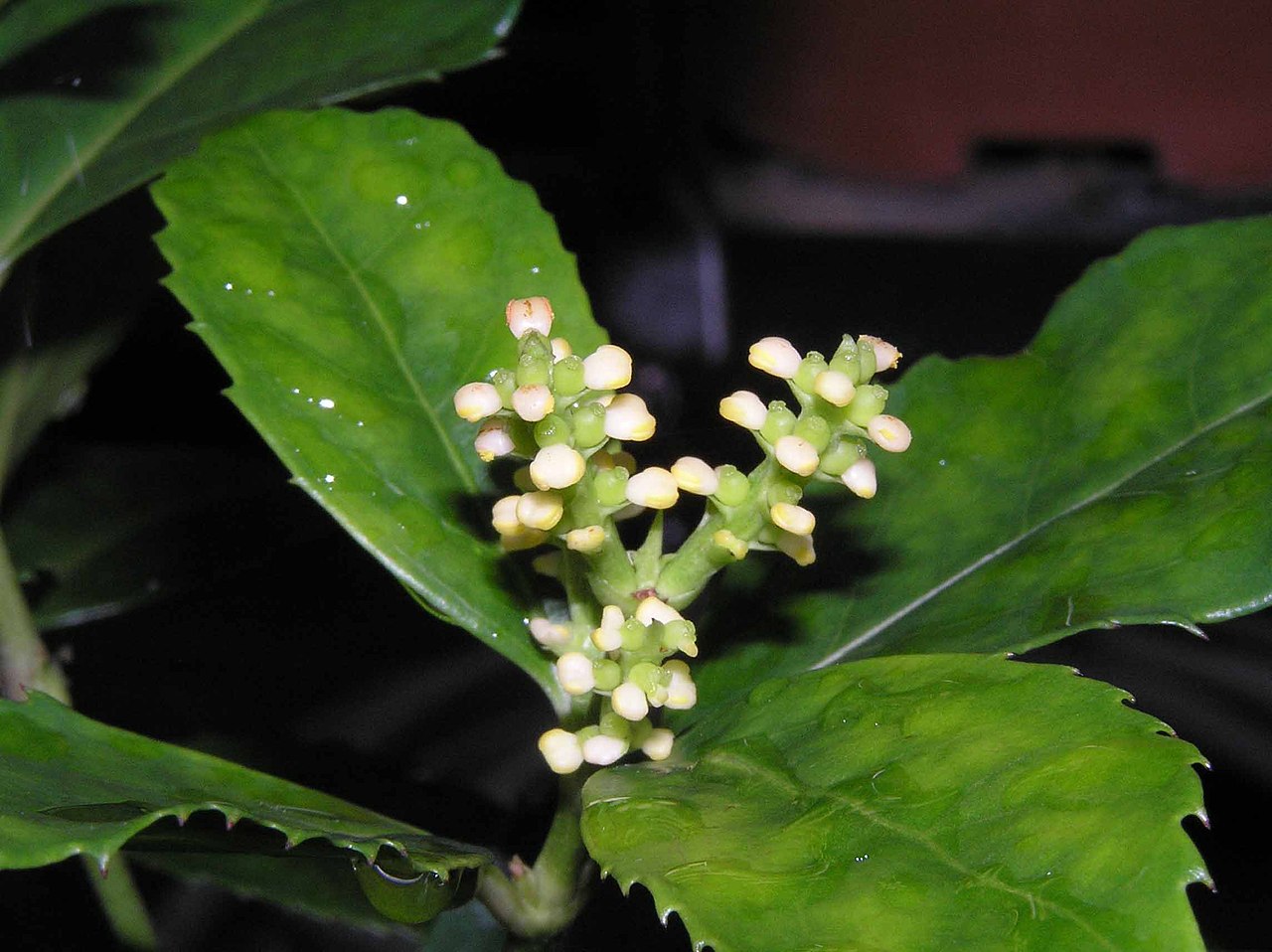 Sarcandra Glabra Flower seeds for Planting Cut Flower Favorite Heirloom & GMO Free Seeds for Home Garden