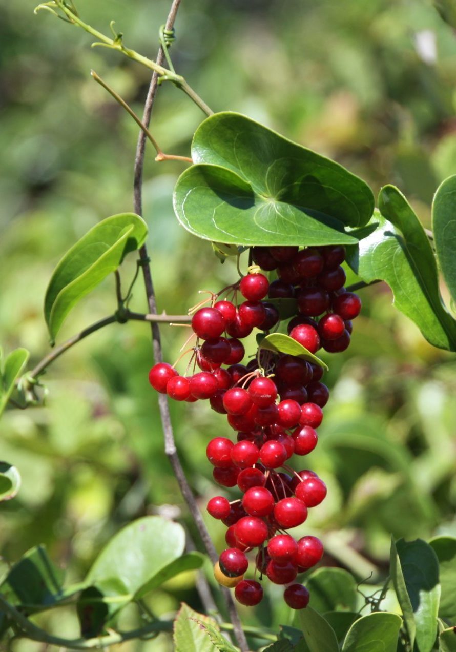 Sarsaparilla Nostrana Fruit Planting Seeds - Grow Delicious Fruit at Home