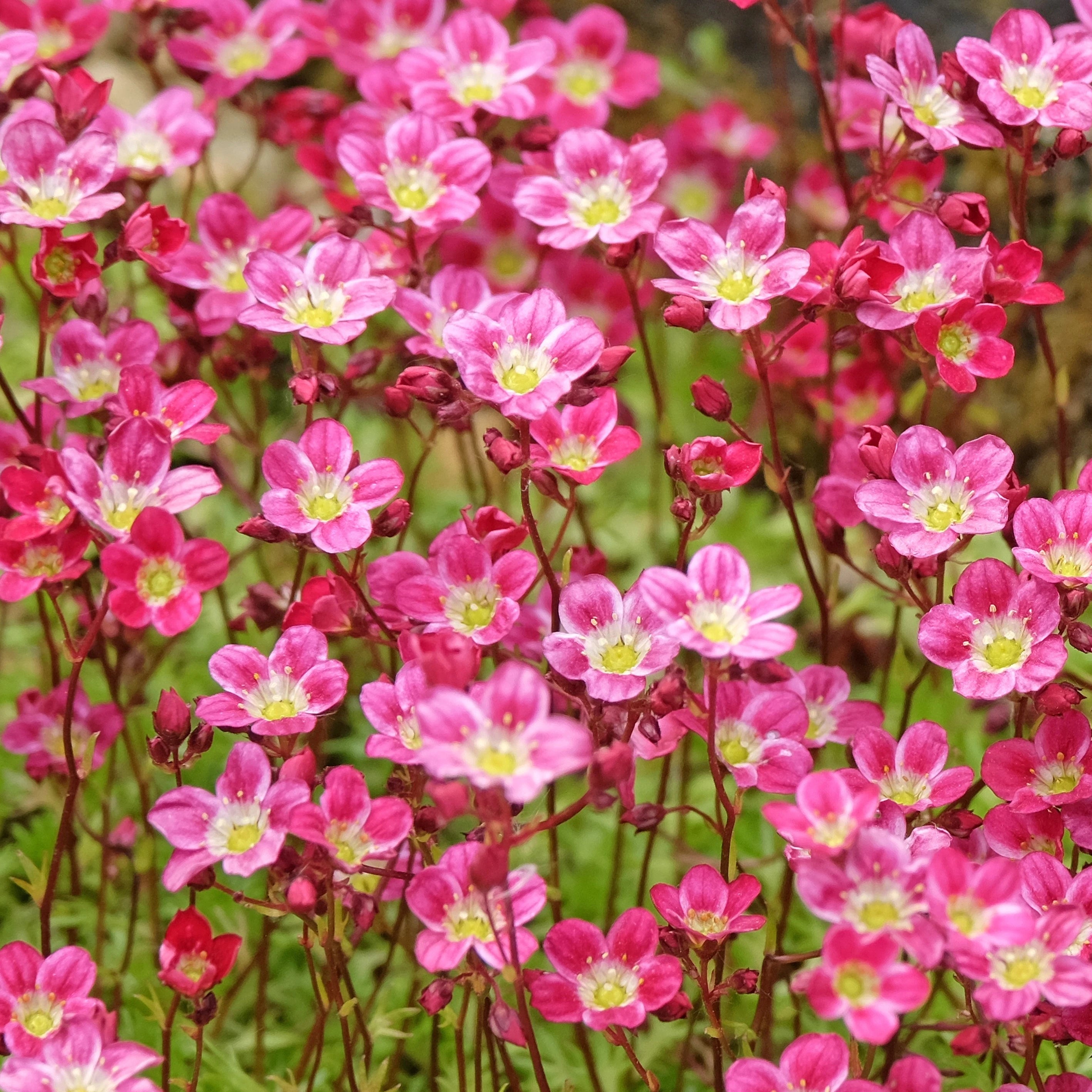 Saxifraga Pink Flower seeds for Planting - Garden Favorite, Heirloom & GMO Free Seeds for Home Garden
