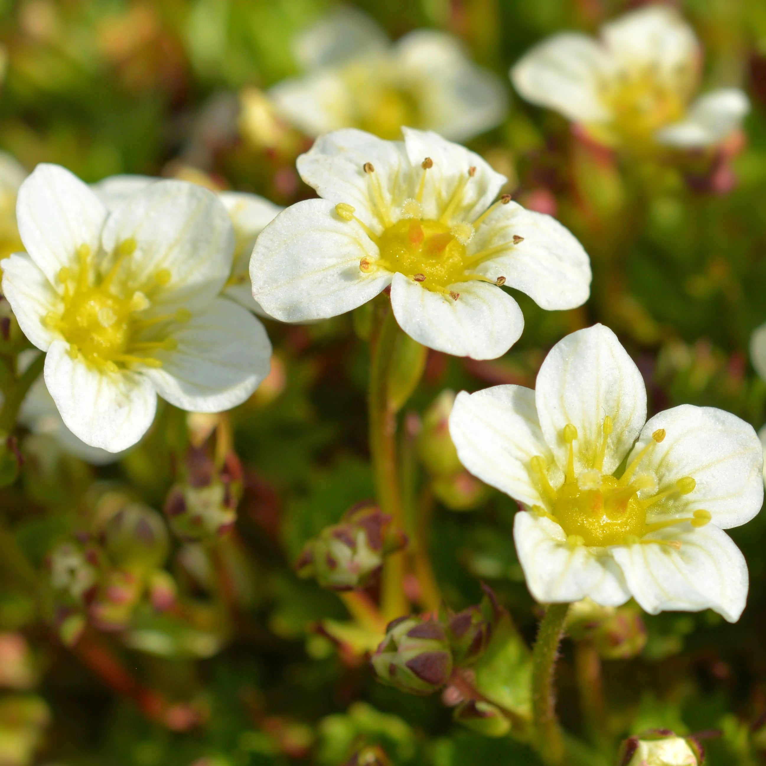 White Blush Saxifraga Flower seeds for Planting - Seasonal Bloomer, Heirloom & GMO Free Seeds for Home Garden
