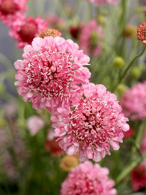 Pink Scabiosa Flower seeds for Planting - Fragrant Blossoms, Heirloom & GMO Free Seeds for Home Garden